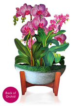 Load image into Gallery viewer, Orchid Oasis