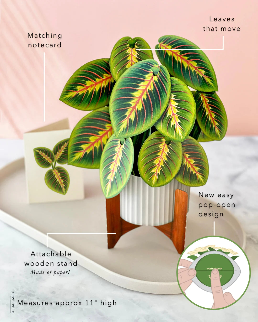 Prayer Plant