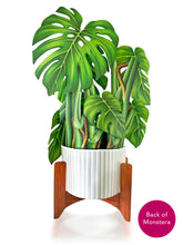 Load image into Gallery viewer, Monstera