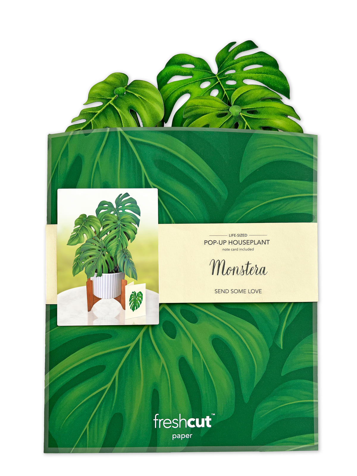 Monstera