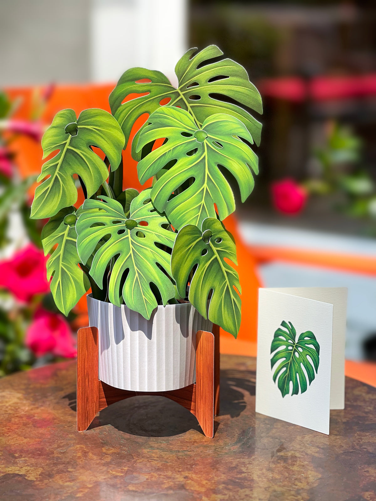 Monstera