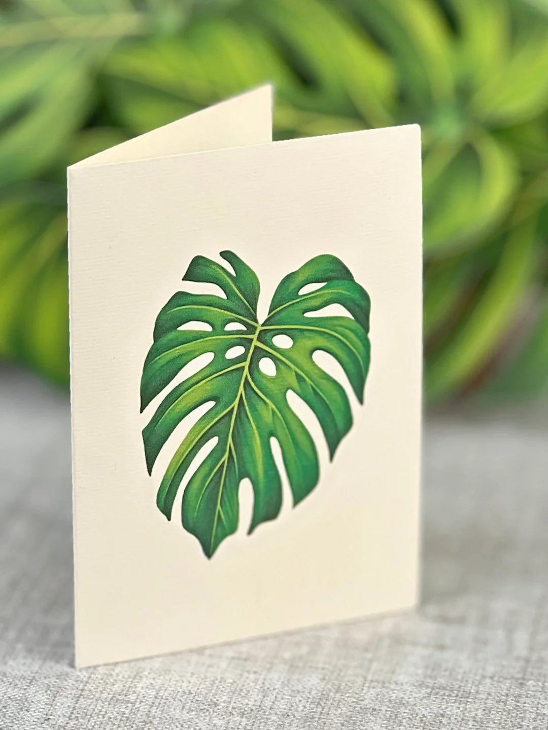 Monstera