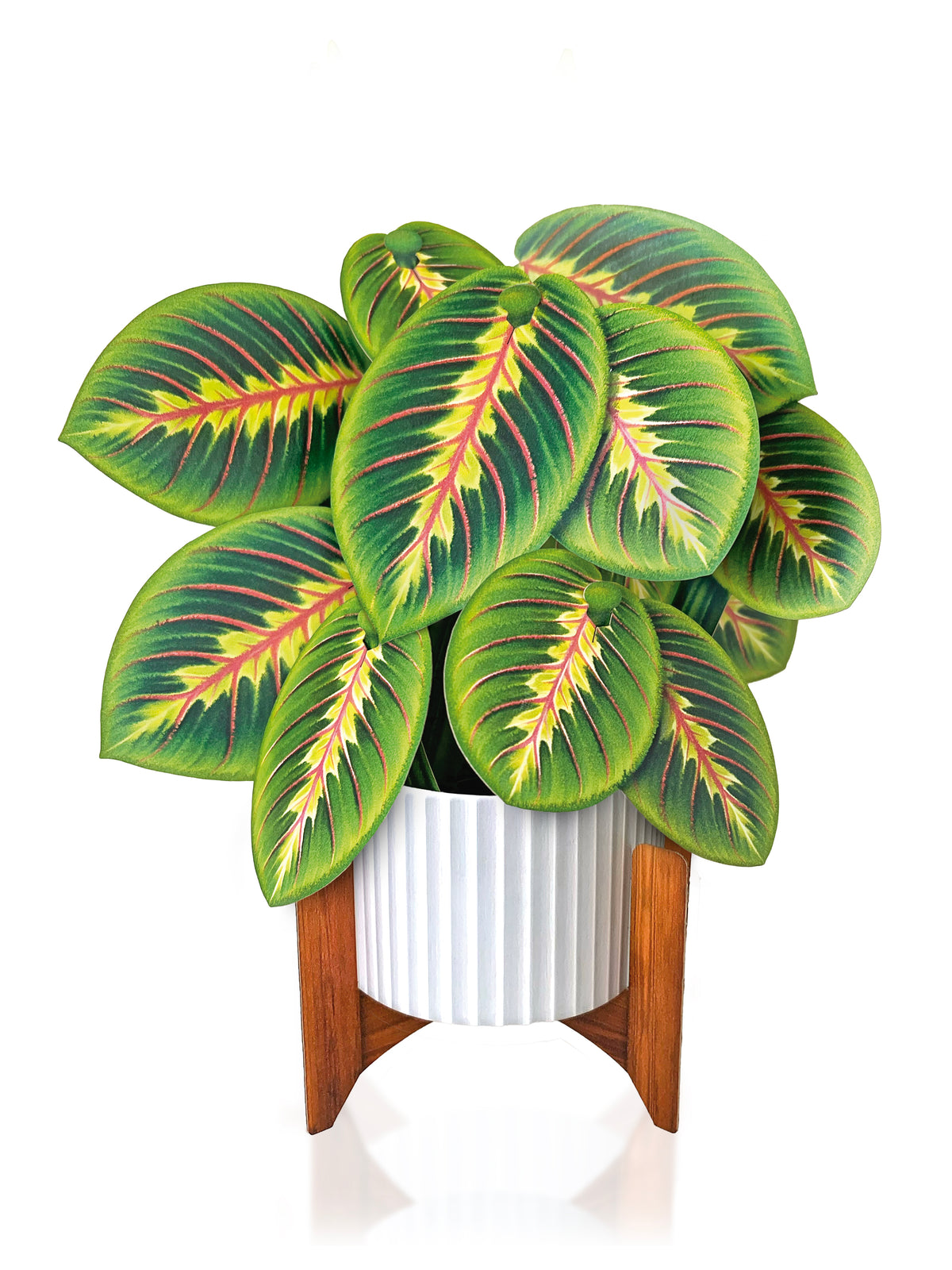 Prayer Plant