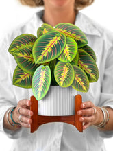 Load image into Gallery viewer, Prayer Plant