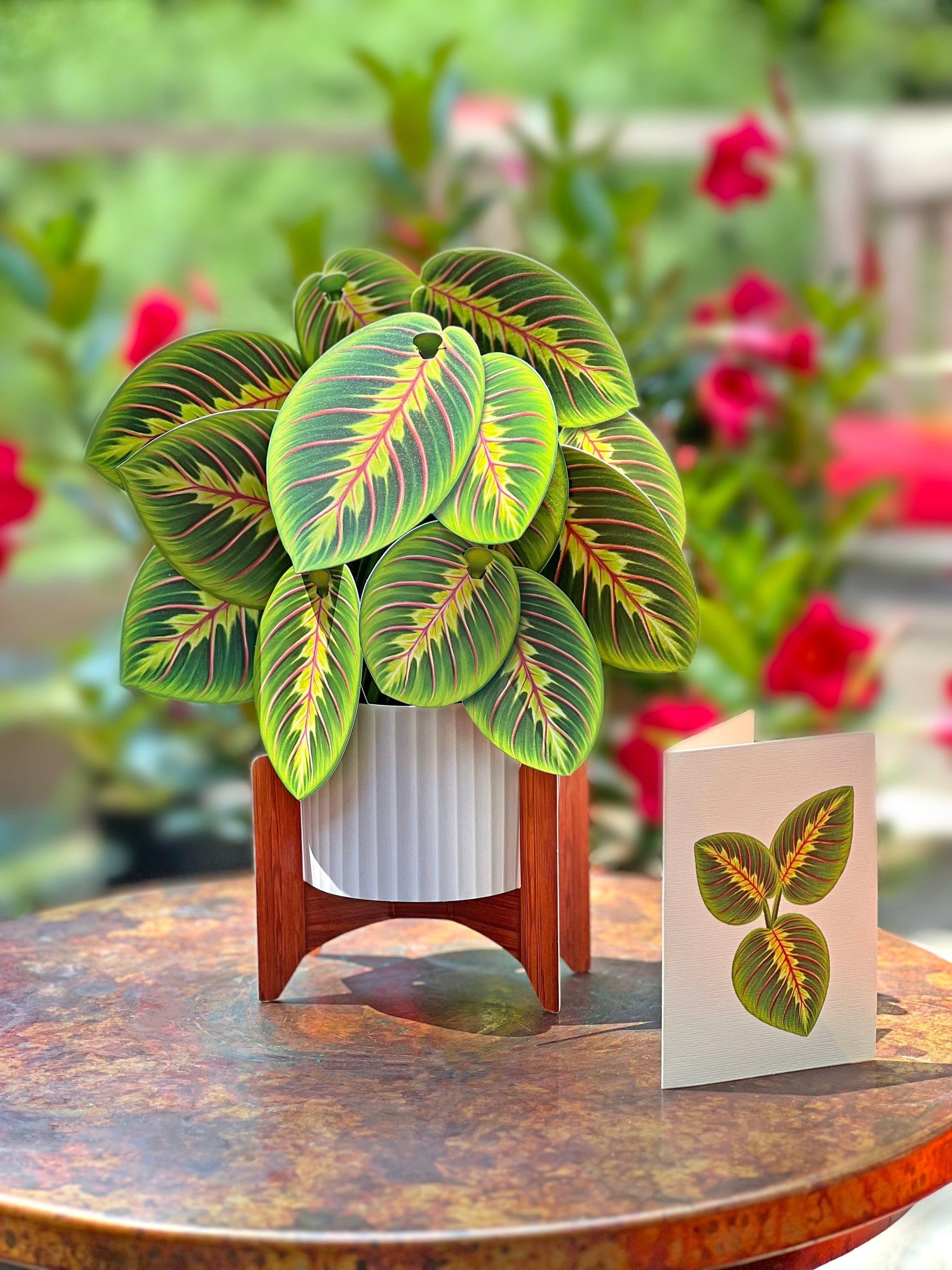 houseplant prayer plant Prayer Plant Pop-Up Bouquet