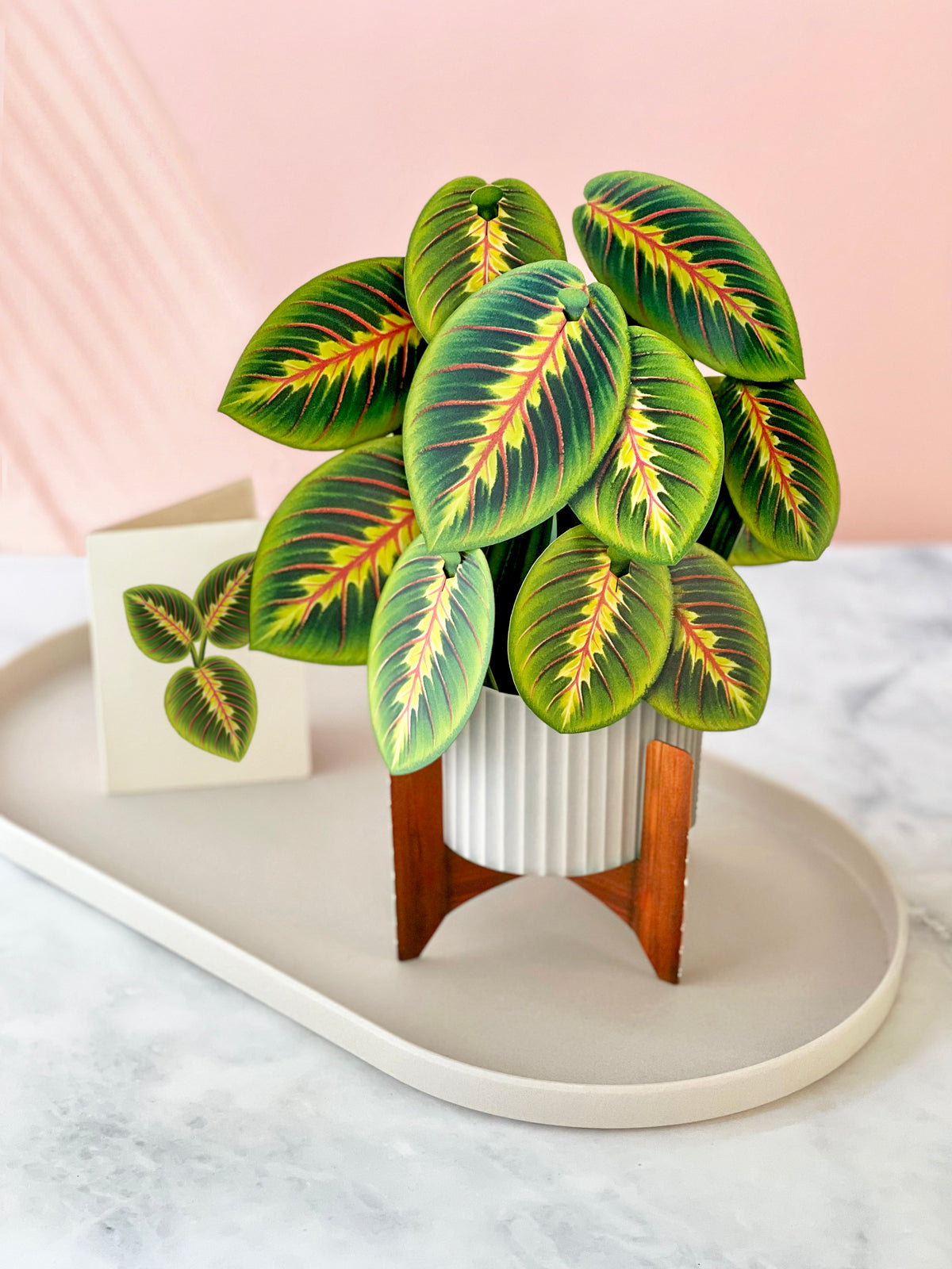 Prayer Plant