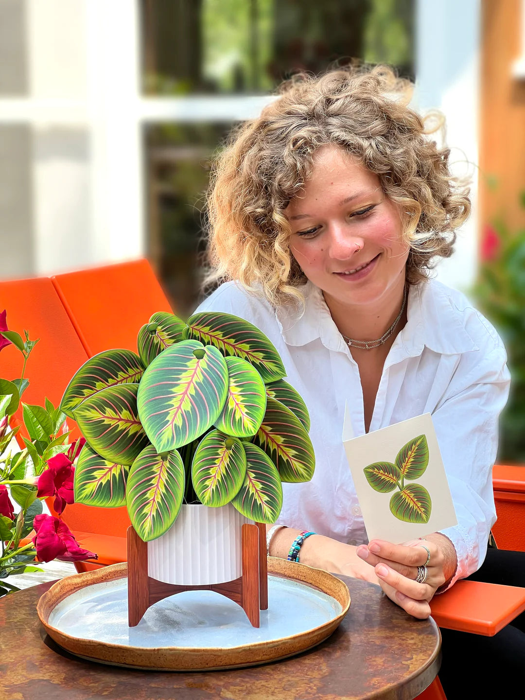 Prayer Plant