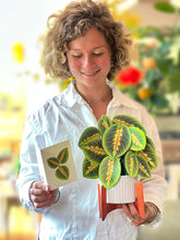 Load image into Gallery viewer, Prayer Plant