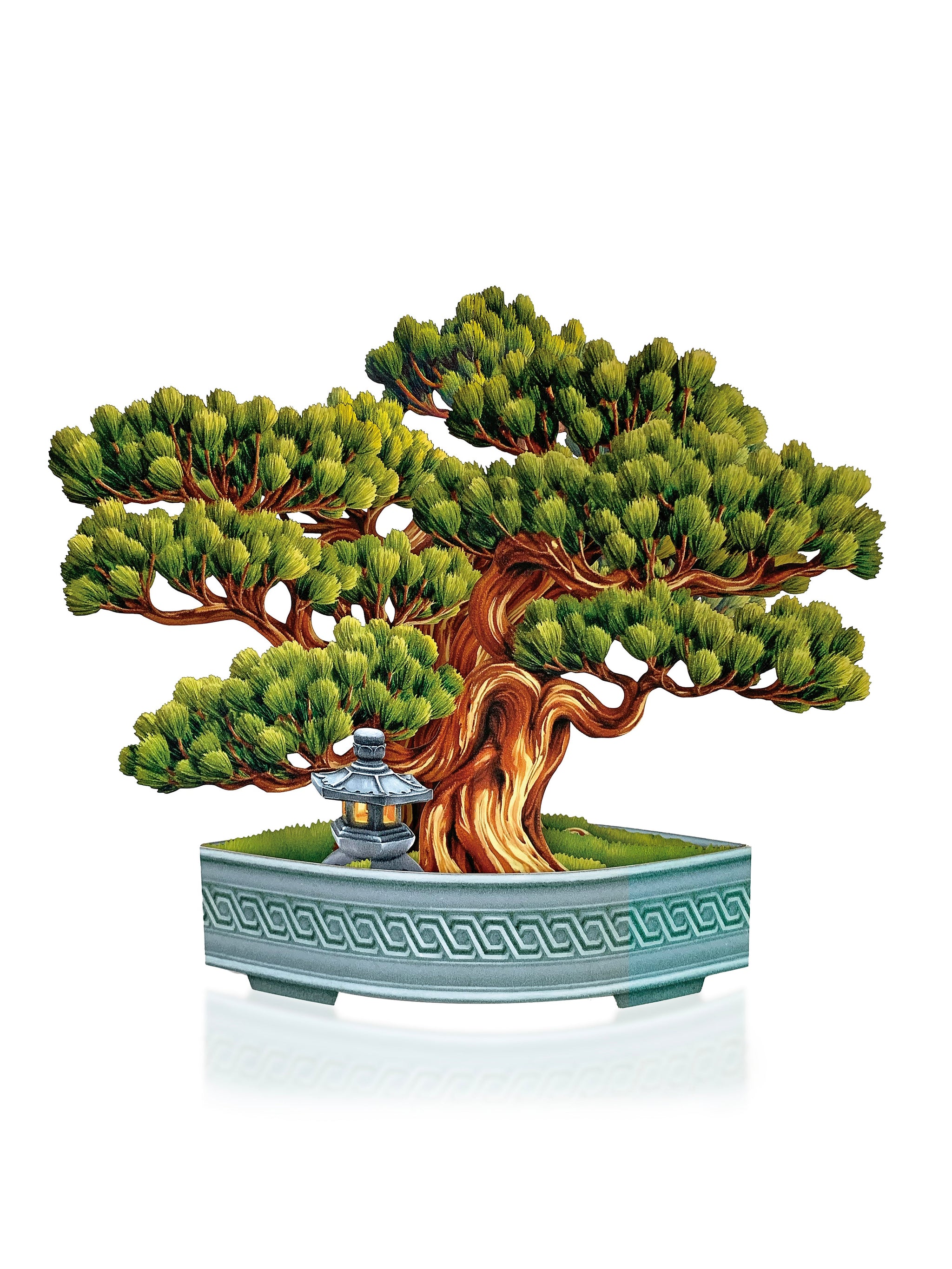 bonsai pop Wisdom Bonsai Pop-Up Houseplant