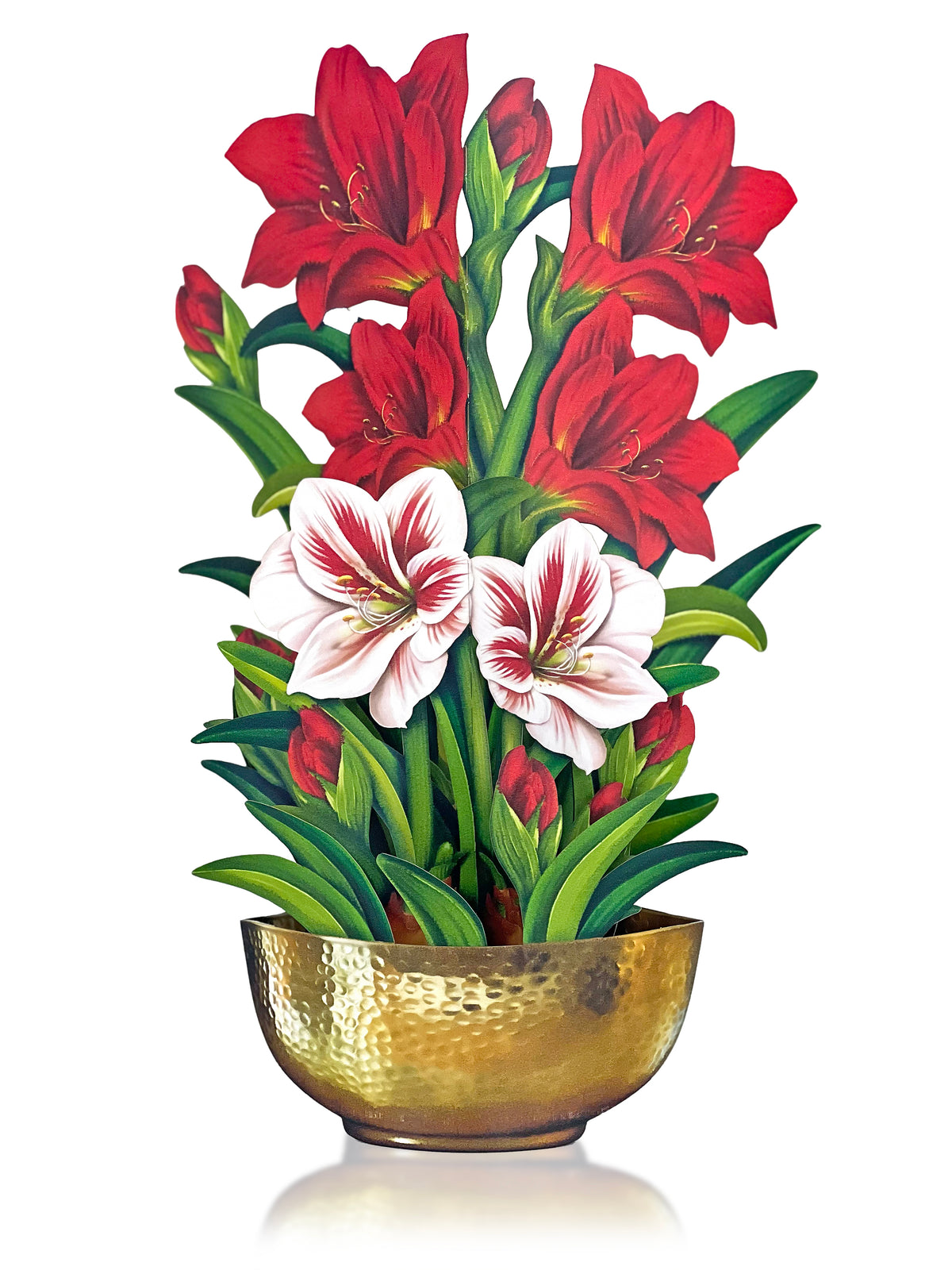 Scarlet Amaryllis