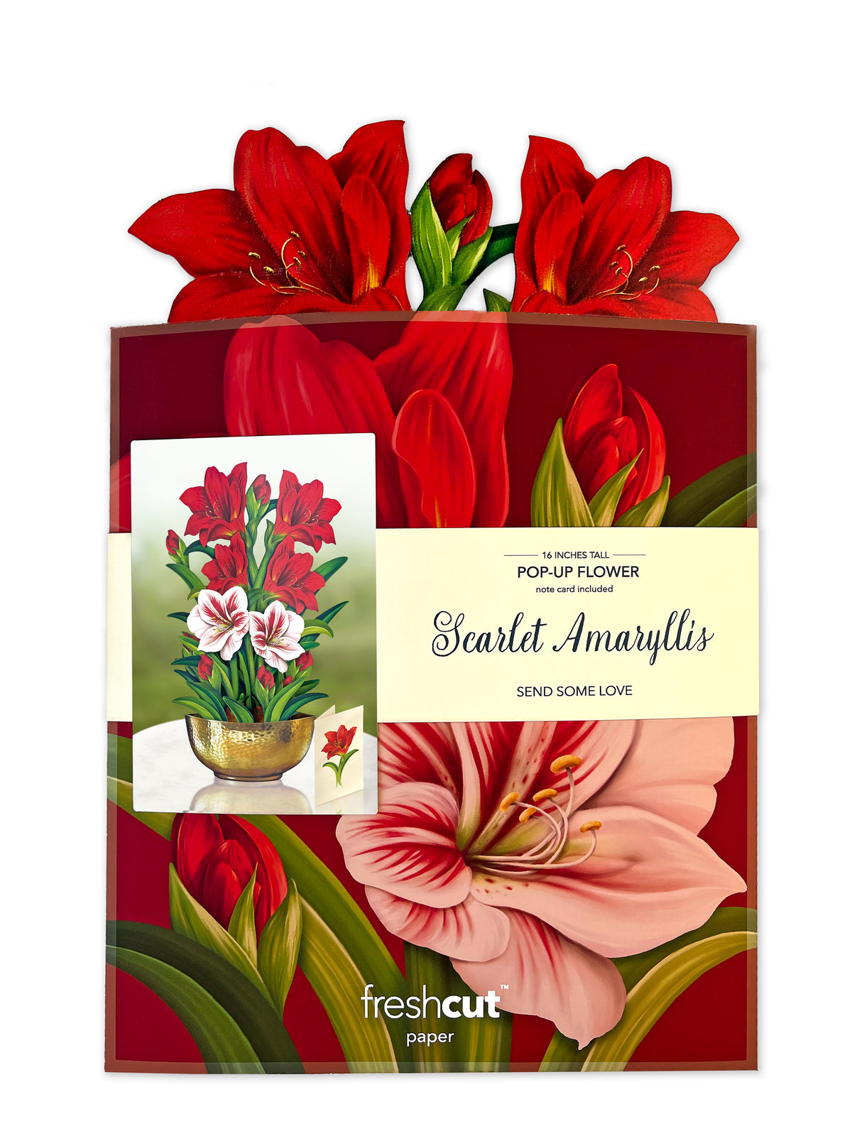 Scarlet Amaryllis