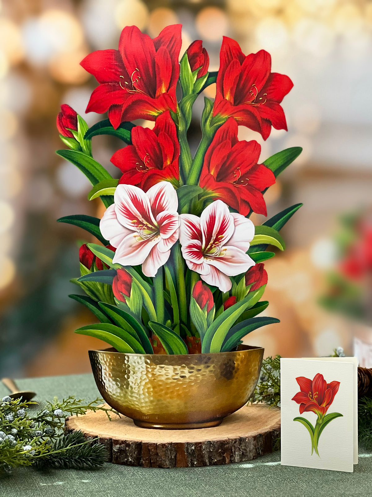 Scarlet Amaryllis