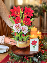 Load image into Gallery viewer, Scarlet Amaryllis