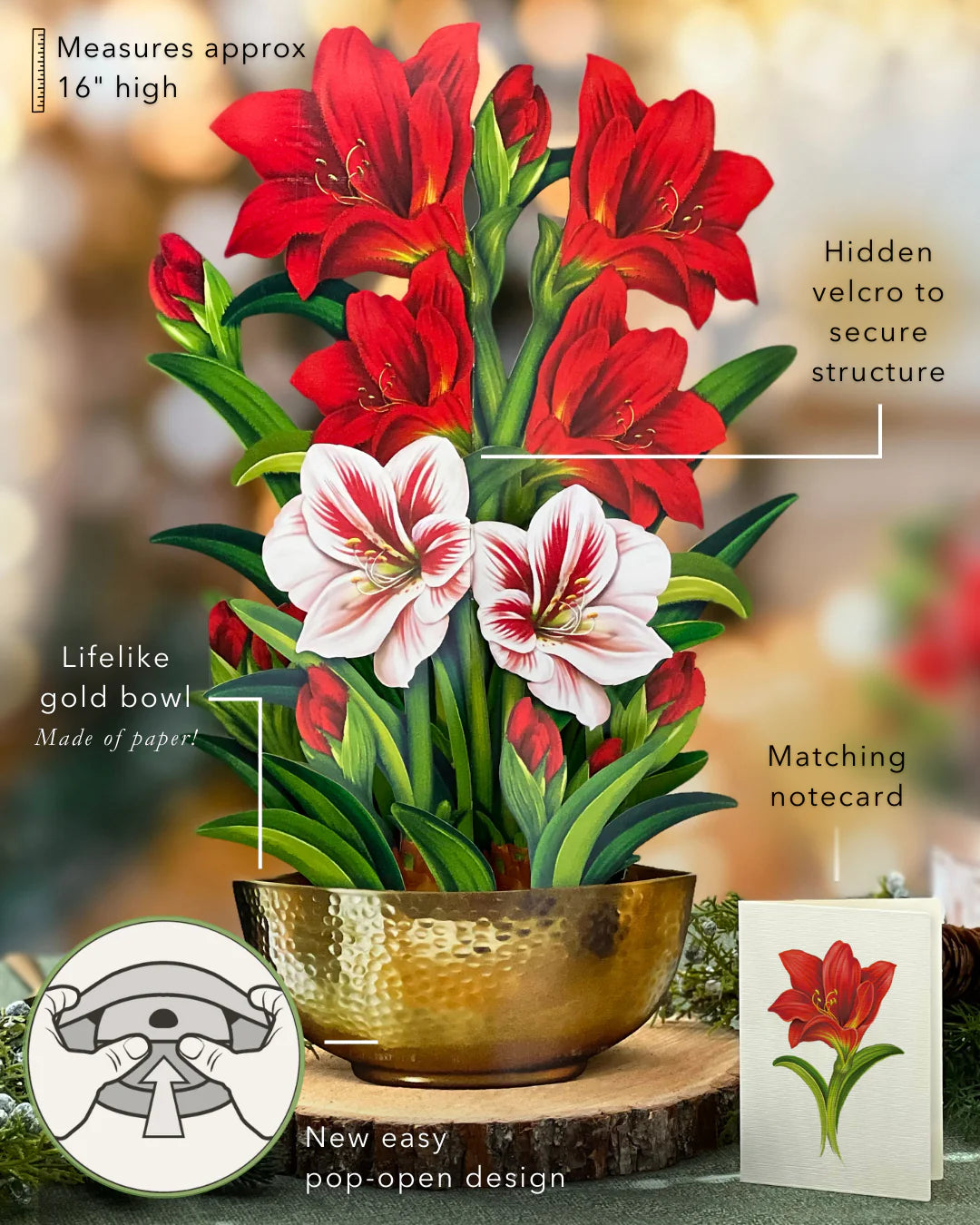 Scarlet Amaryllis