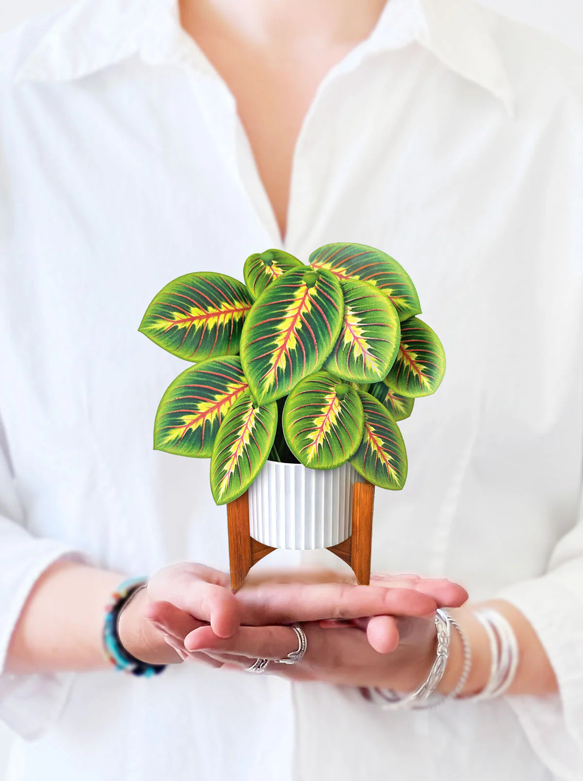 mini prayer plant Mini Prayer Plant Pop-Up Card