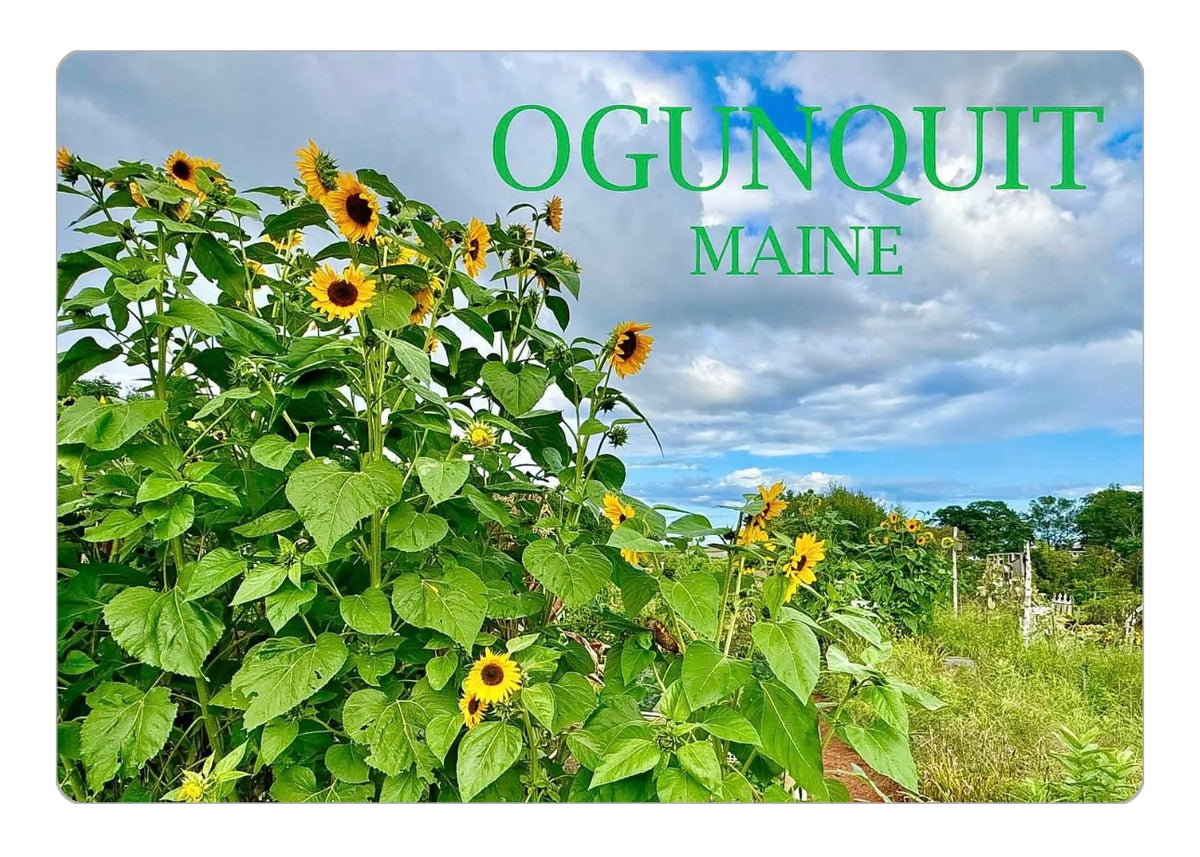 Beach Plum Farm Sunflowers Magnet