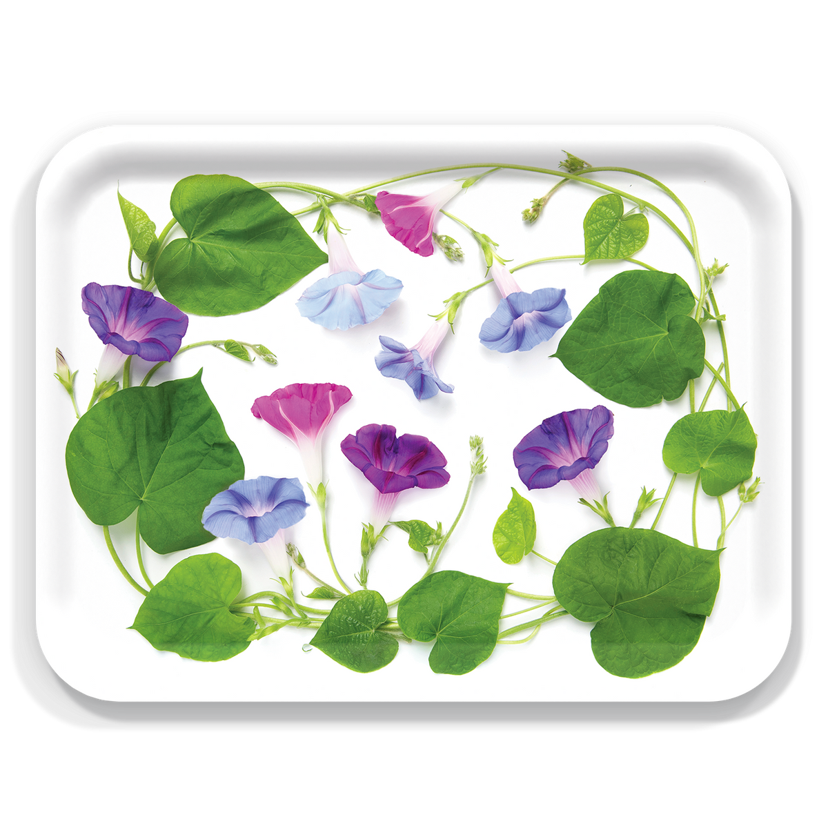 Morning Glory Large Tray