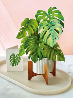 Monstera