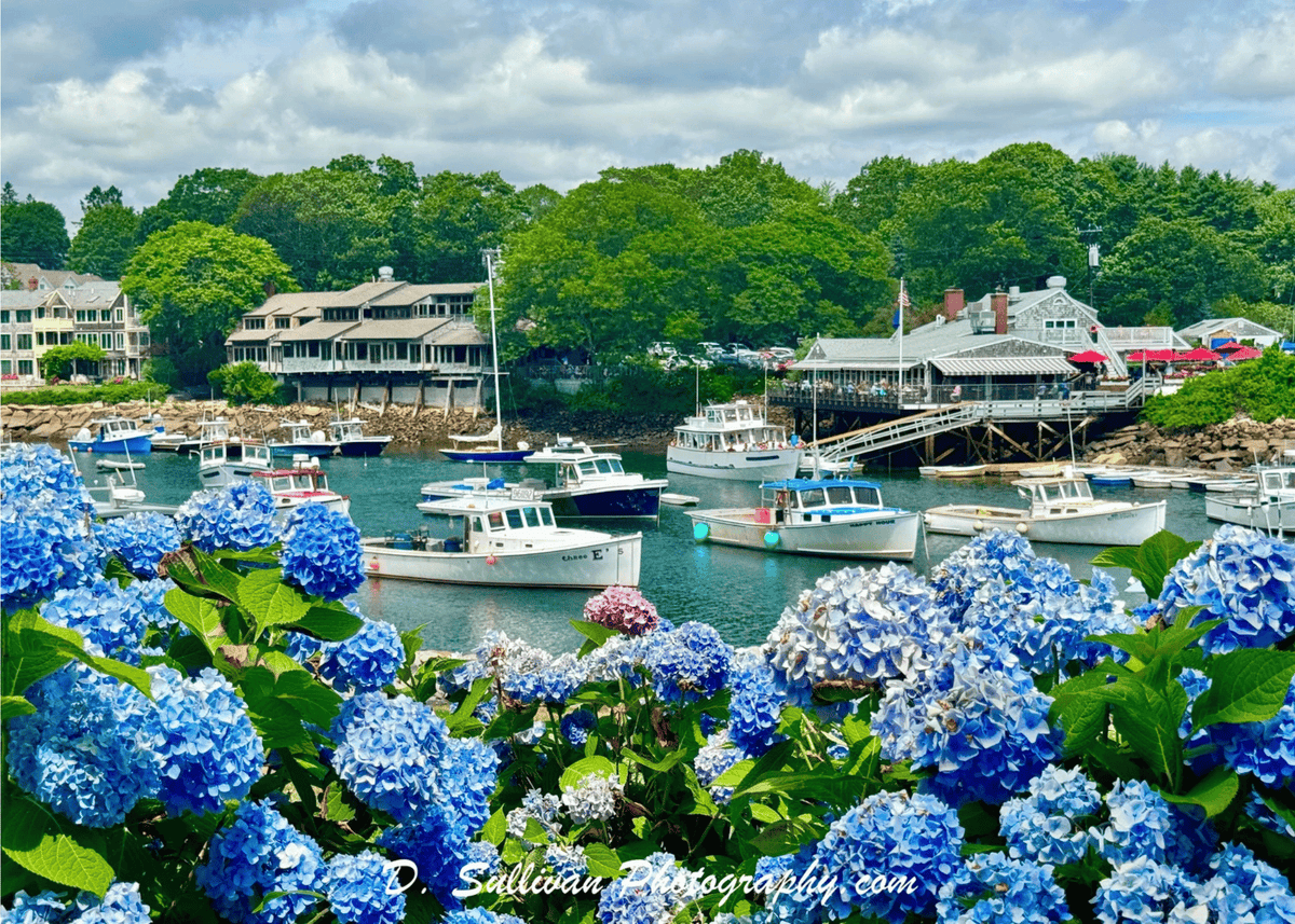 Harbor Hydrangeas Greeting Card