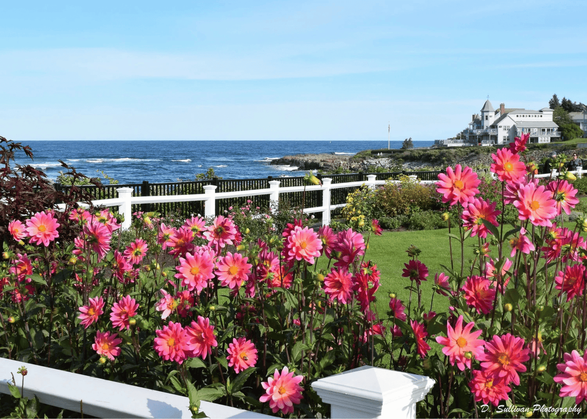 Marginal Way Dahlias Greeting Card