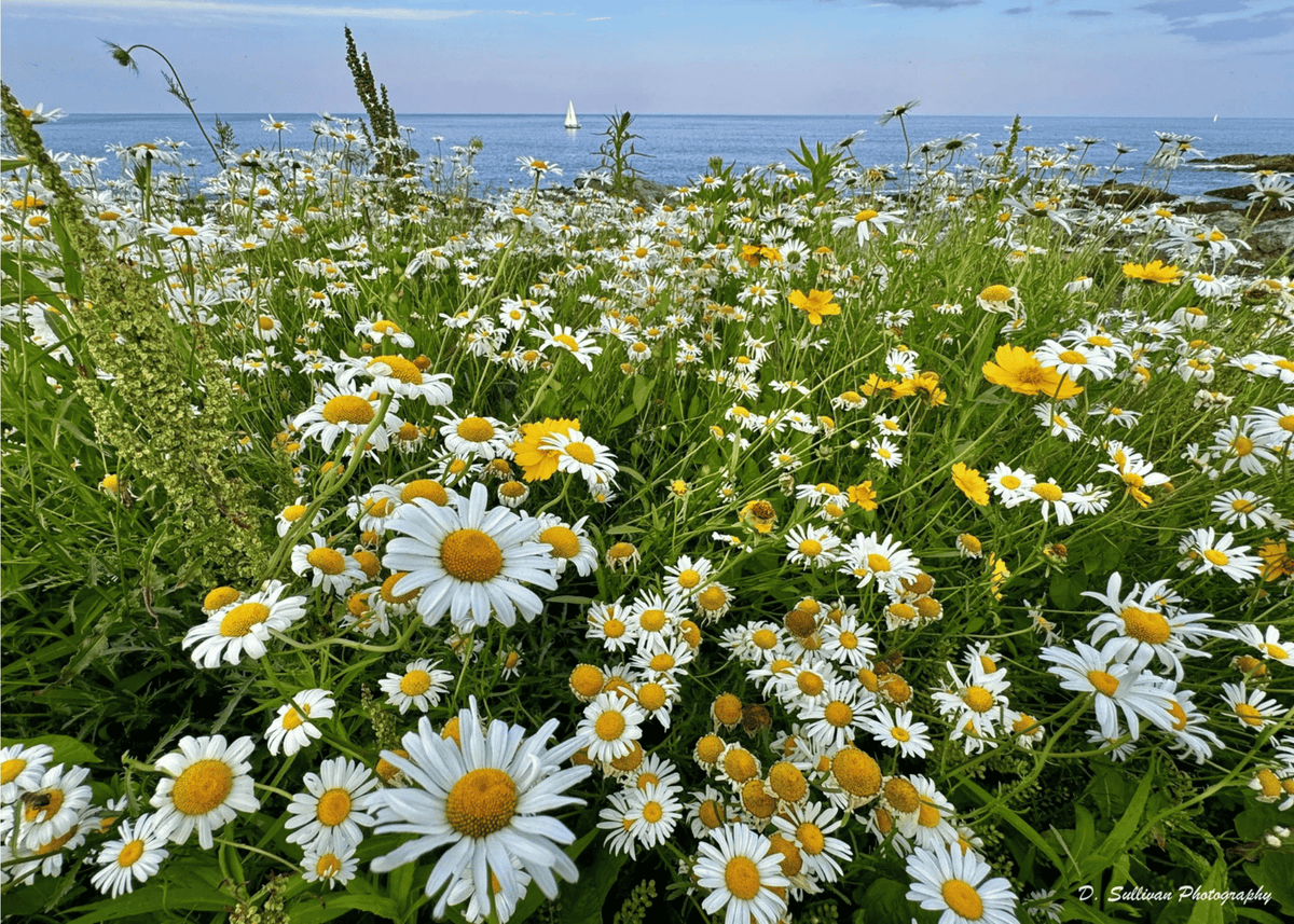 Marginal Way Daisies Greeting Card