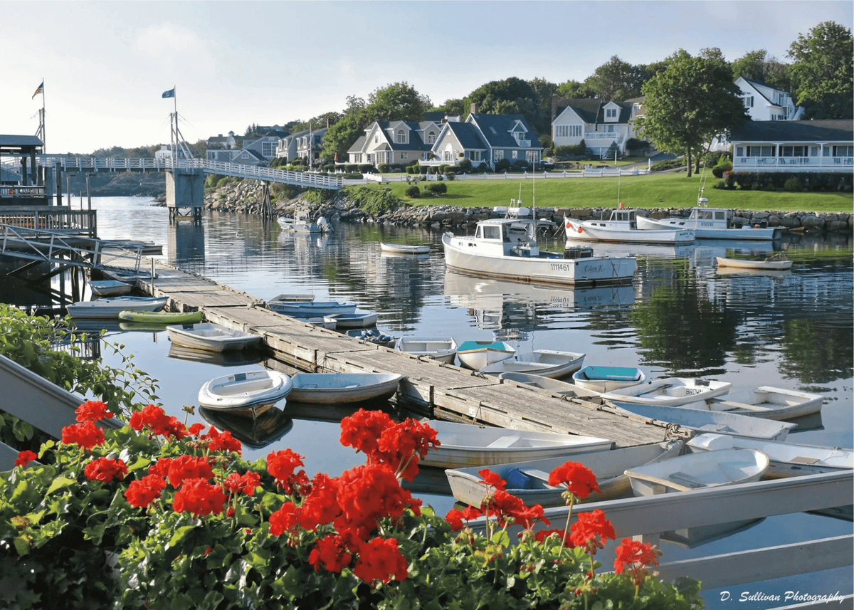 Cove Geraniums Greeting Card