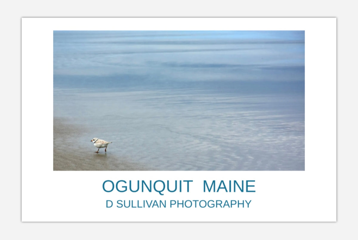 Ogunquit Beach Plover Poster
