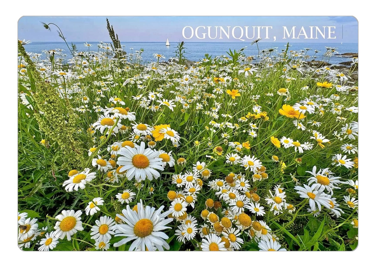 Marginal Way Daisies Magnet