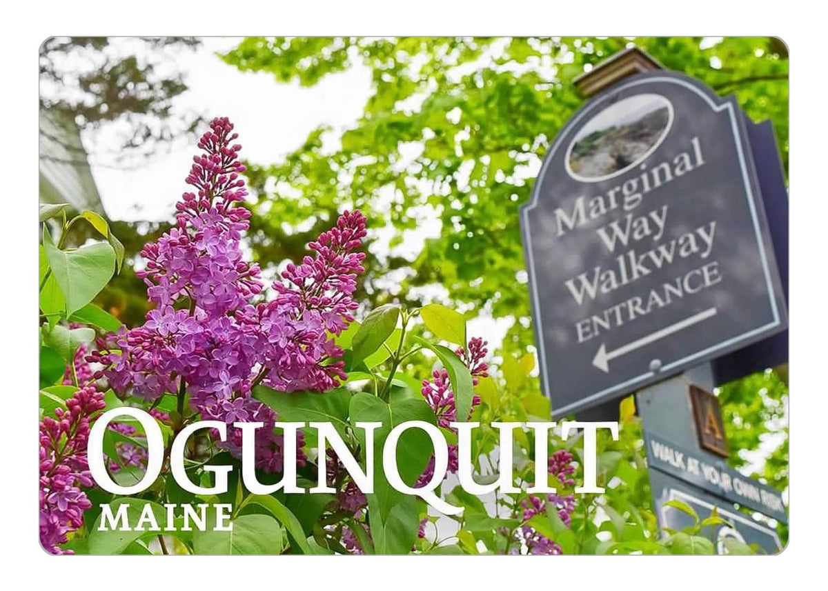 Marginal Way Lilacs Magnet