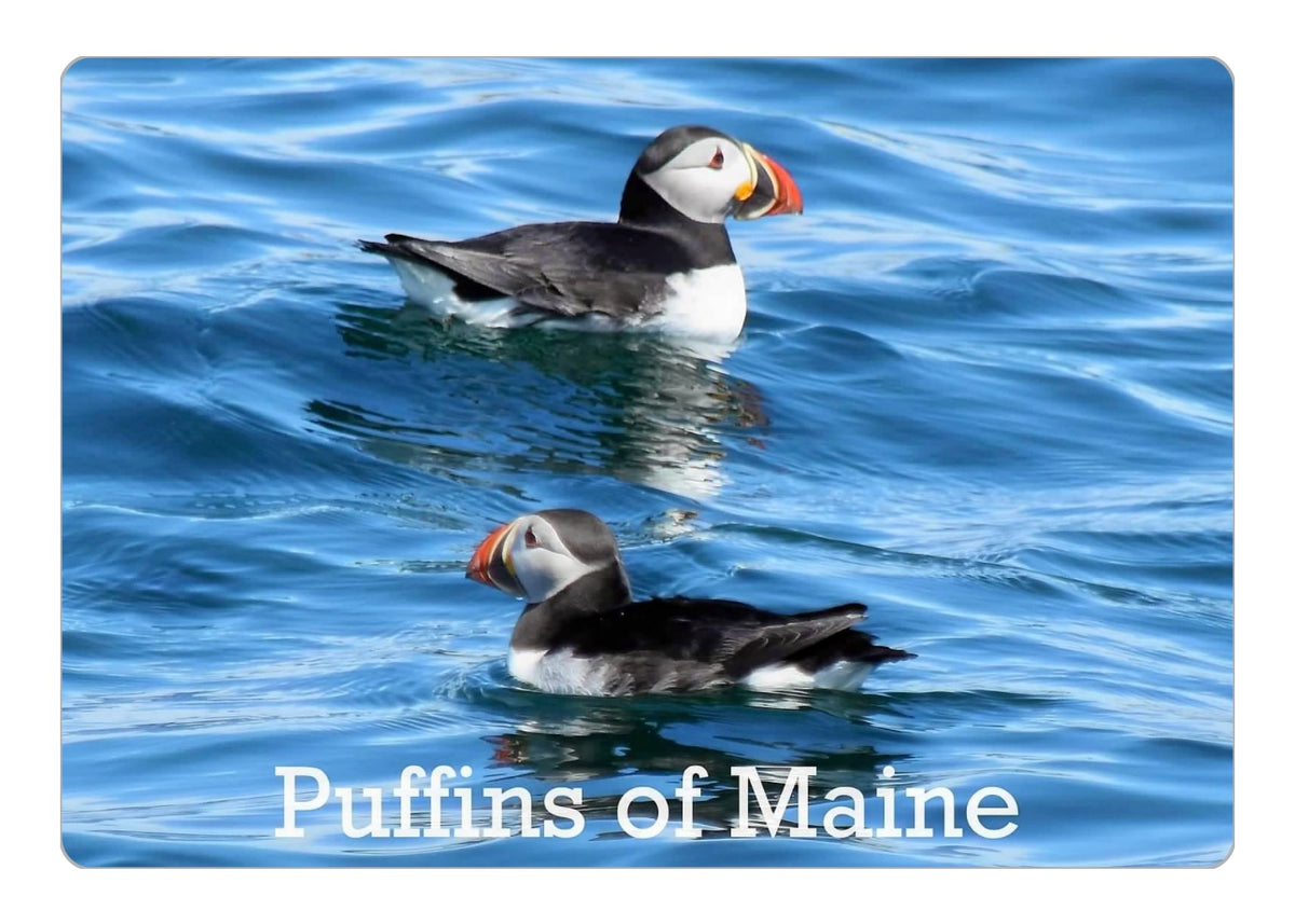 Puffins Magnet