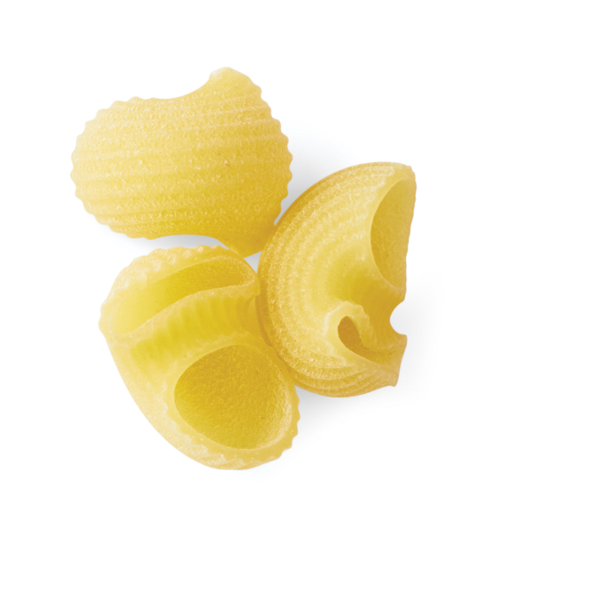 Conchiglie