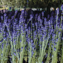 Load image into Gallery viewer, English Lavender 3 Wick Honeycomb