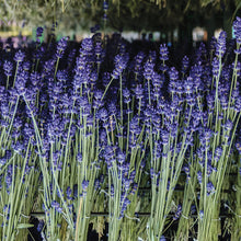 Load image into Gallery viewer, English Lavender Large Veriglass