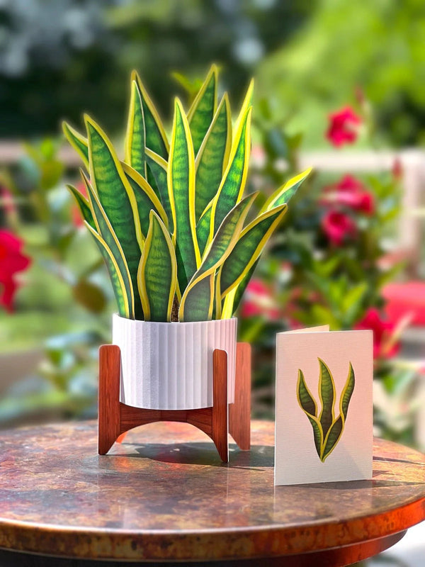 Snake Plant Pop-Up Houseplant - Spoiled Rotten