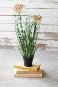 Potted Onion Grass w/Flowers