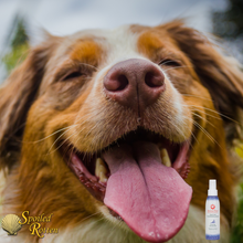 Load image into Gallery viewer, Lavender Chamomile Dog Coat Conditioning Spray