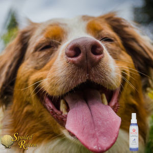 Lavender Chamomile Dog Coat Conditioning Spray